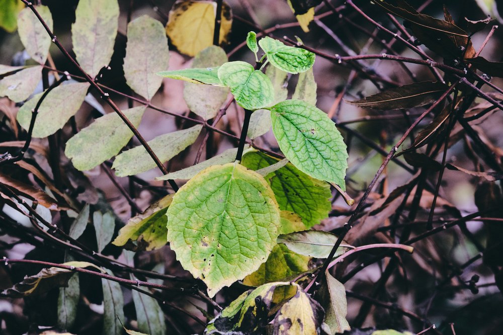 Фотография автора Святослав Романяк