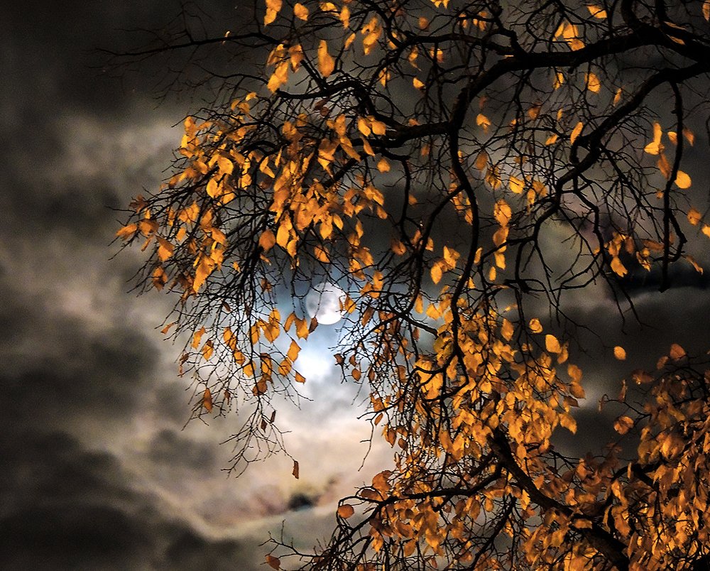 Photograph by Александр Скибицкий