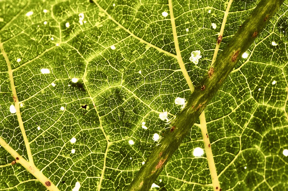 Фотография автора Святослав Романяк