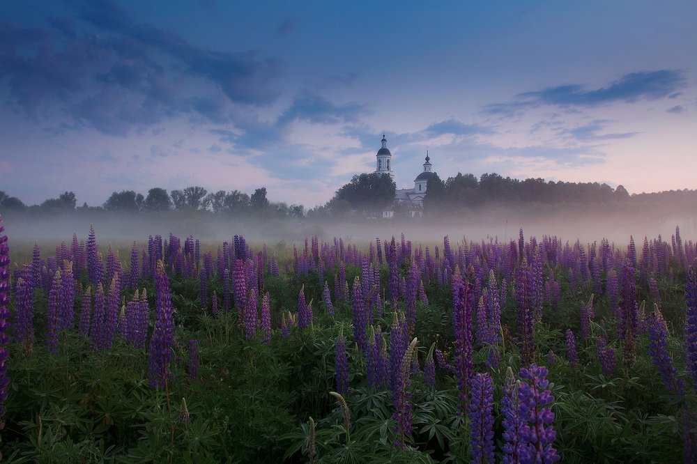 Сиреневый туман