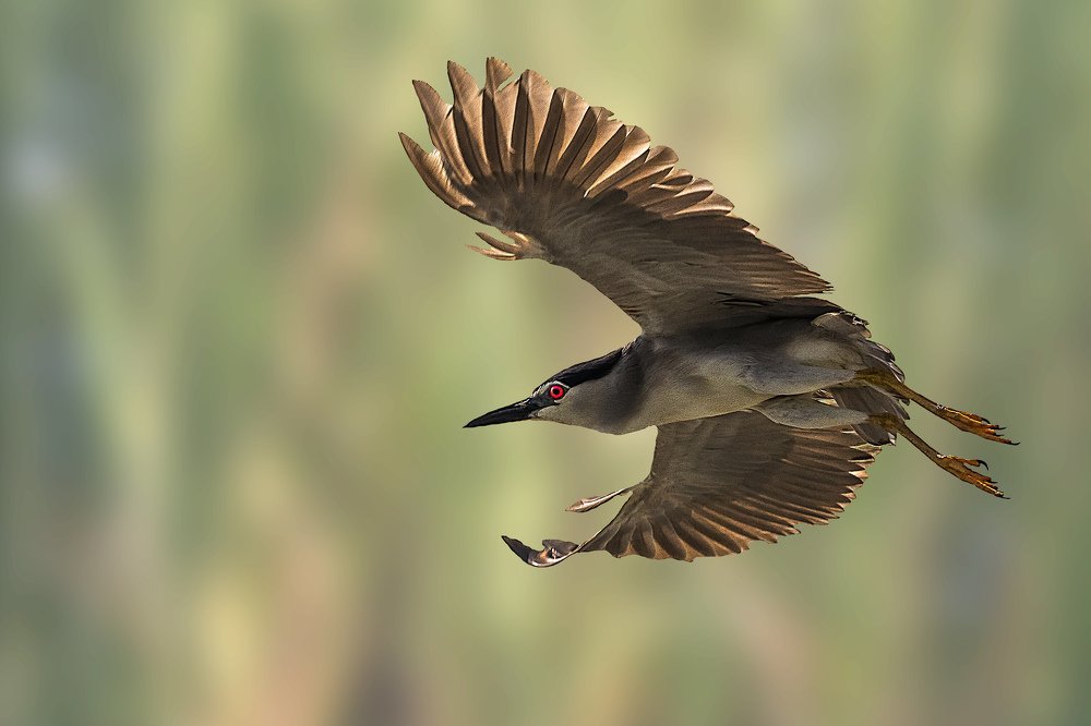 Black-crowned night heron
