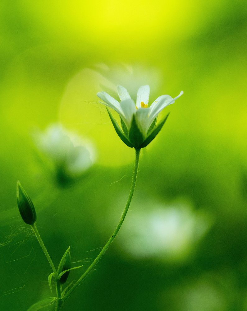 Photograph by Елена Ржевская