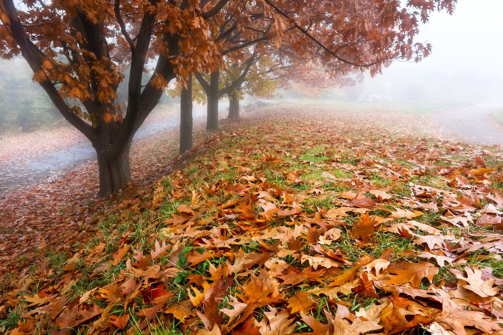 Photograph by Aнтон Кононов