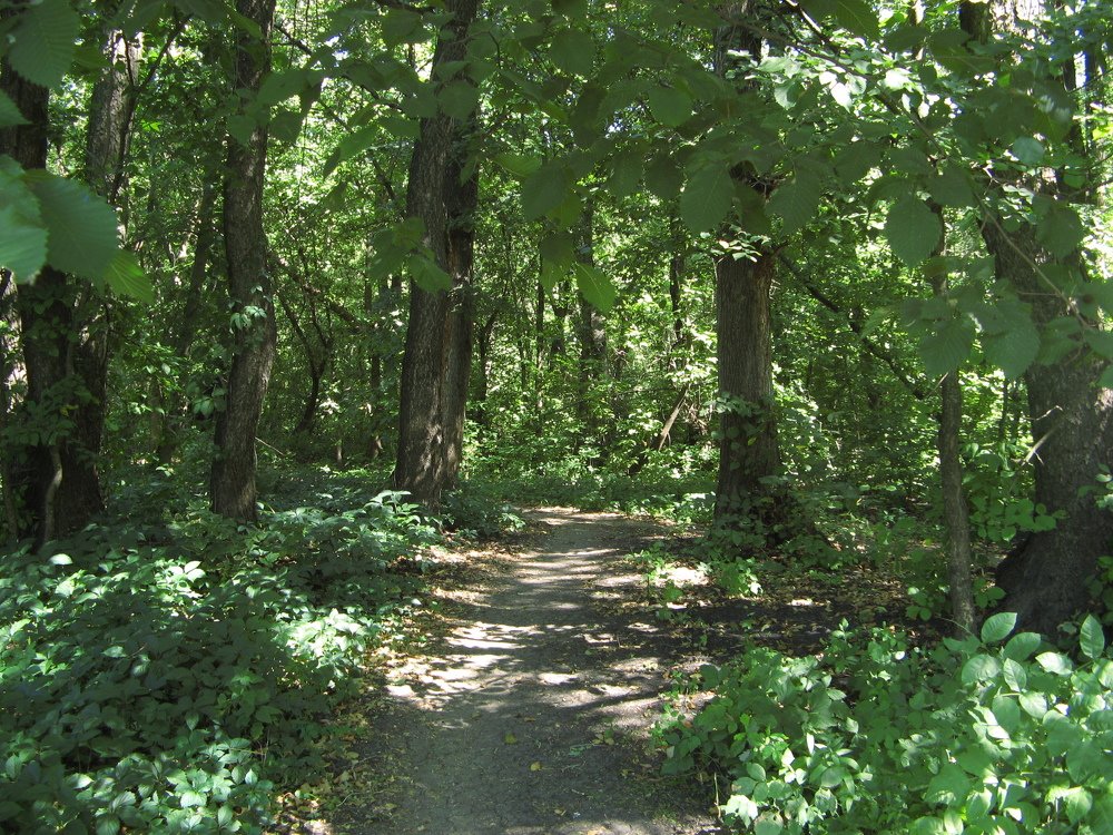 В лесу в солнечный день