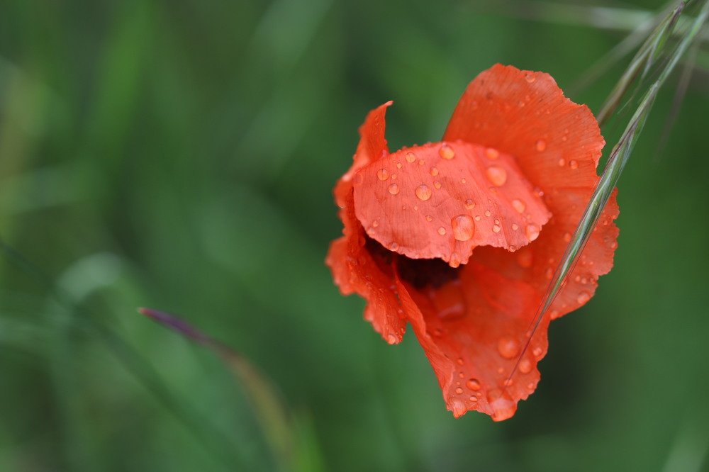 Photograph by Olga Oginskaya