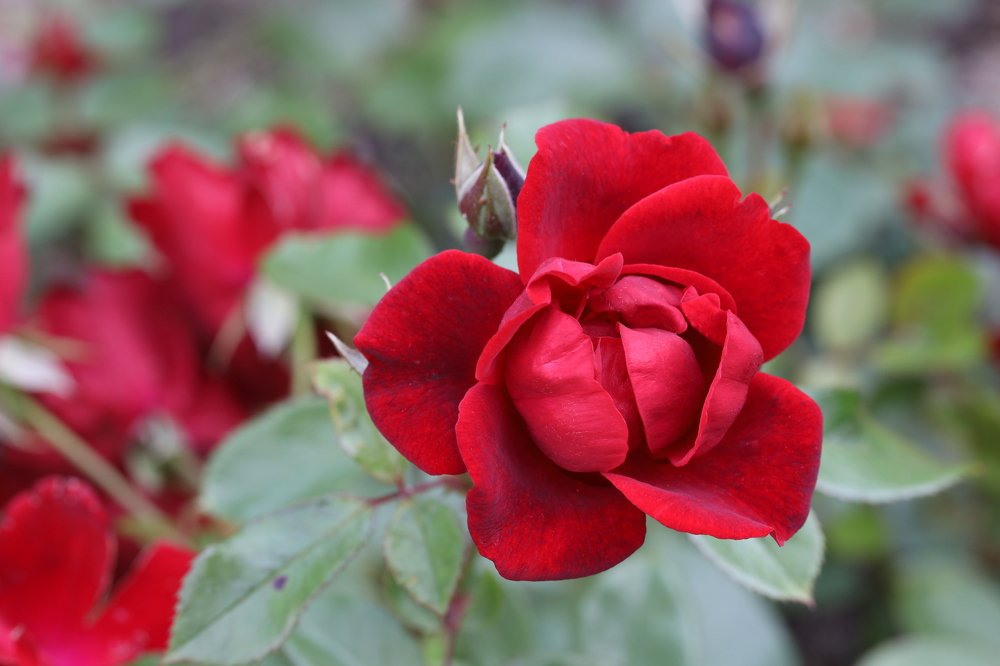 Photograph by Olga Oginskaya