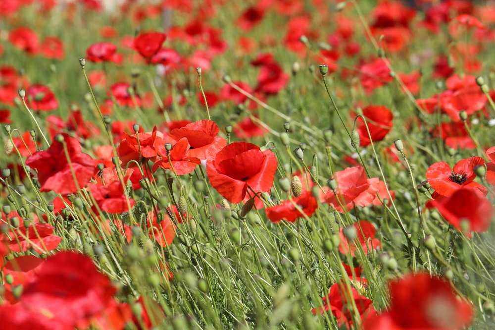 Photograph by Olga Oginskaya