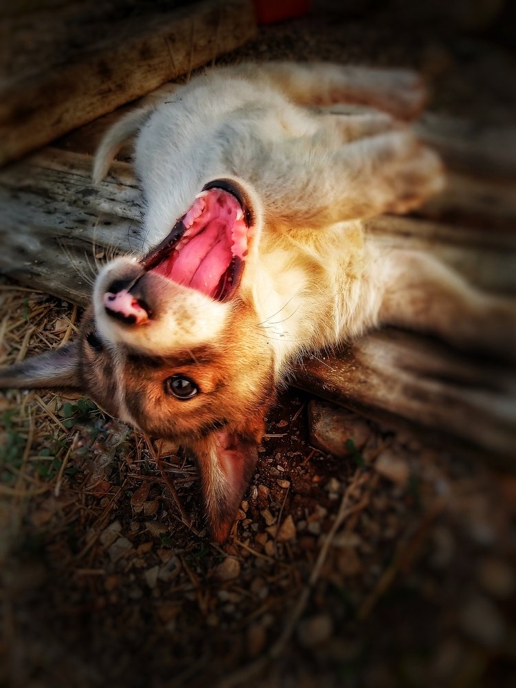 Photograph by Yahya Kakapour