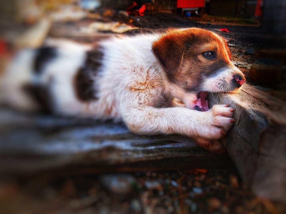 Photograph by Yahya Kakapour