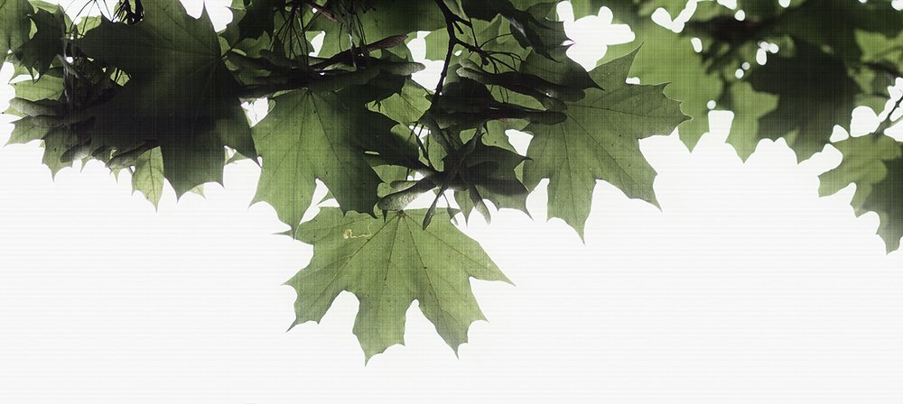 Кленовые листья