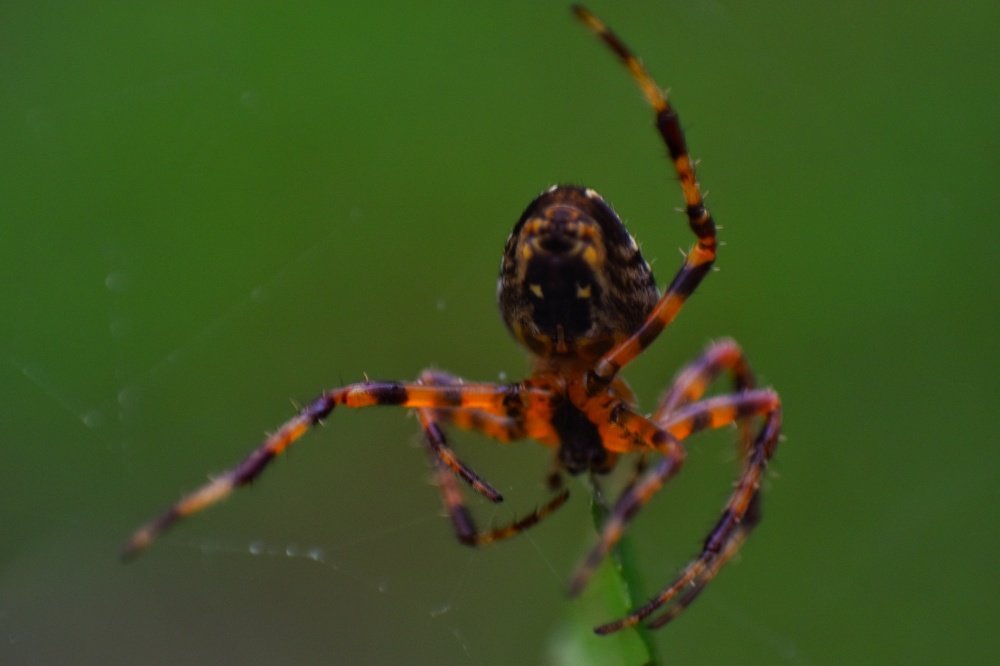 Photograph by naser abdolvand