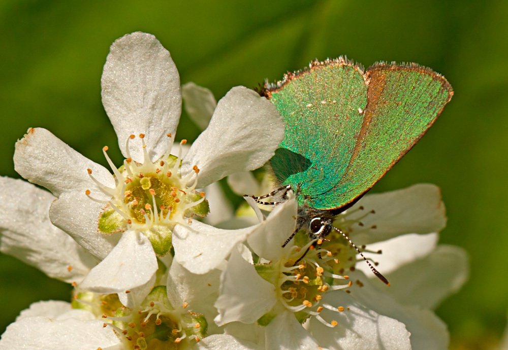 Весенняя радость