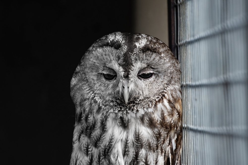 Photograph by Константин Панькин