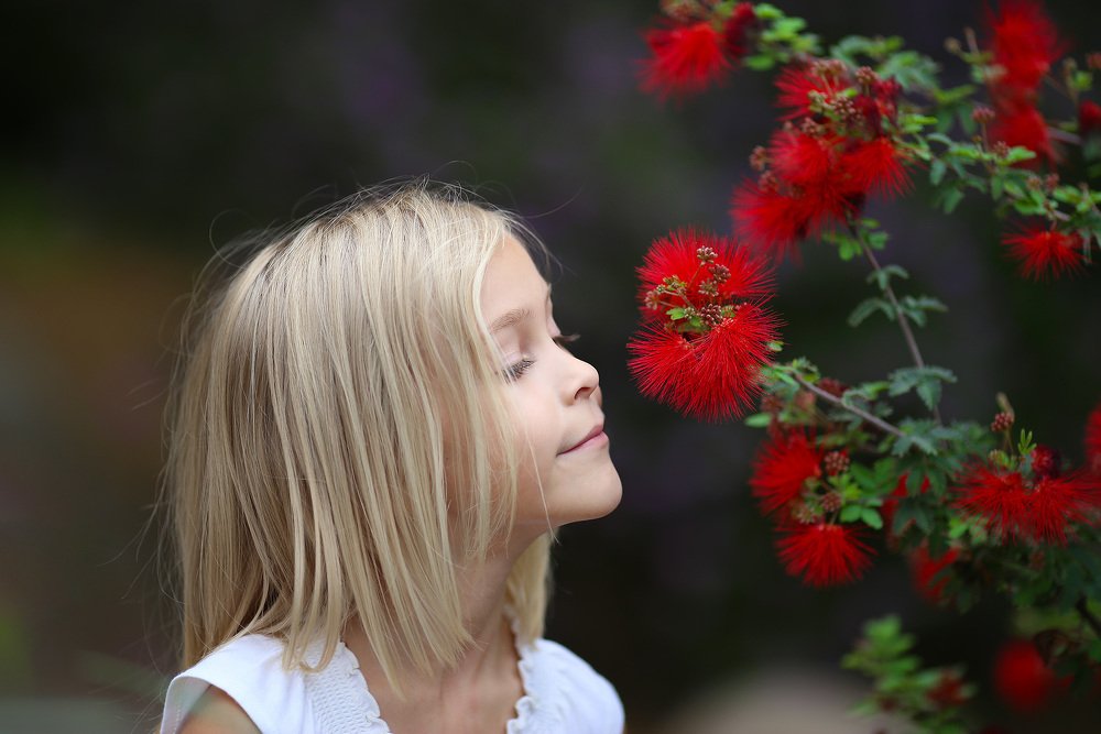 Red flowers