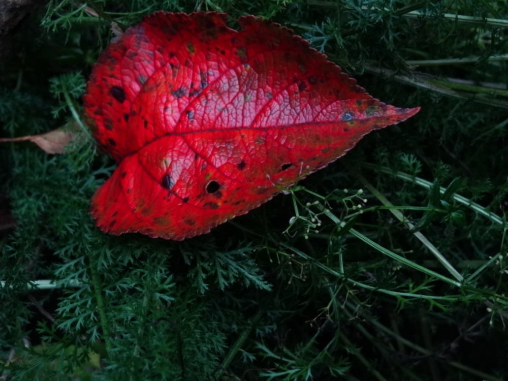 Photograph by Стефанова Татьяна