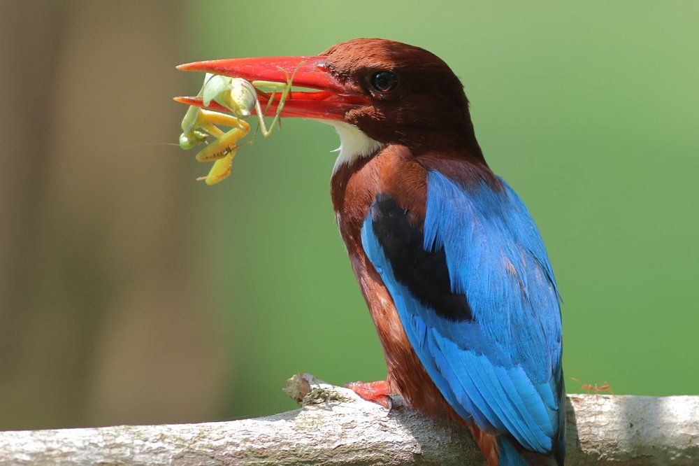 Photograph by Rizauddin Ibrahim