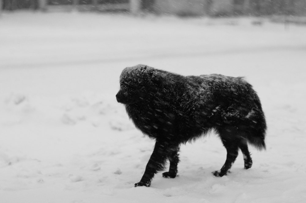 Photograph by Игорь Юркивский