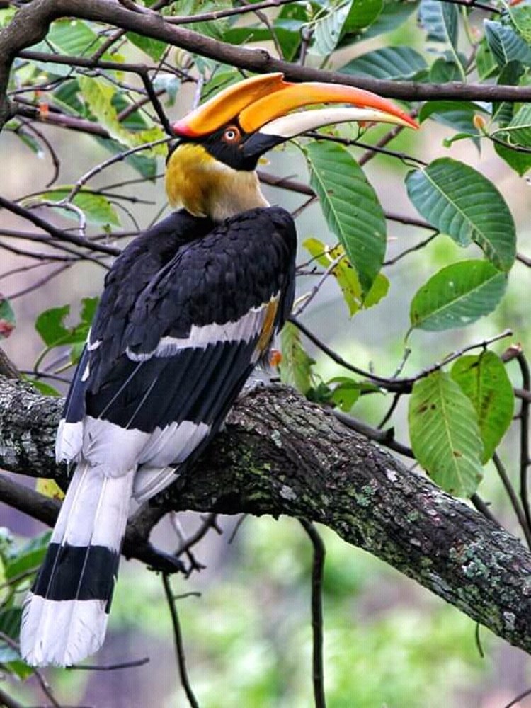 Photograph by Tej Kumar Nepal
