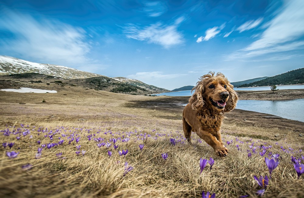 Leo and the crocuses