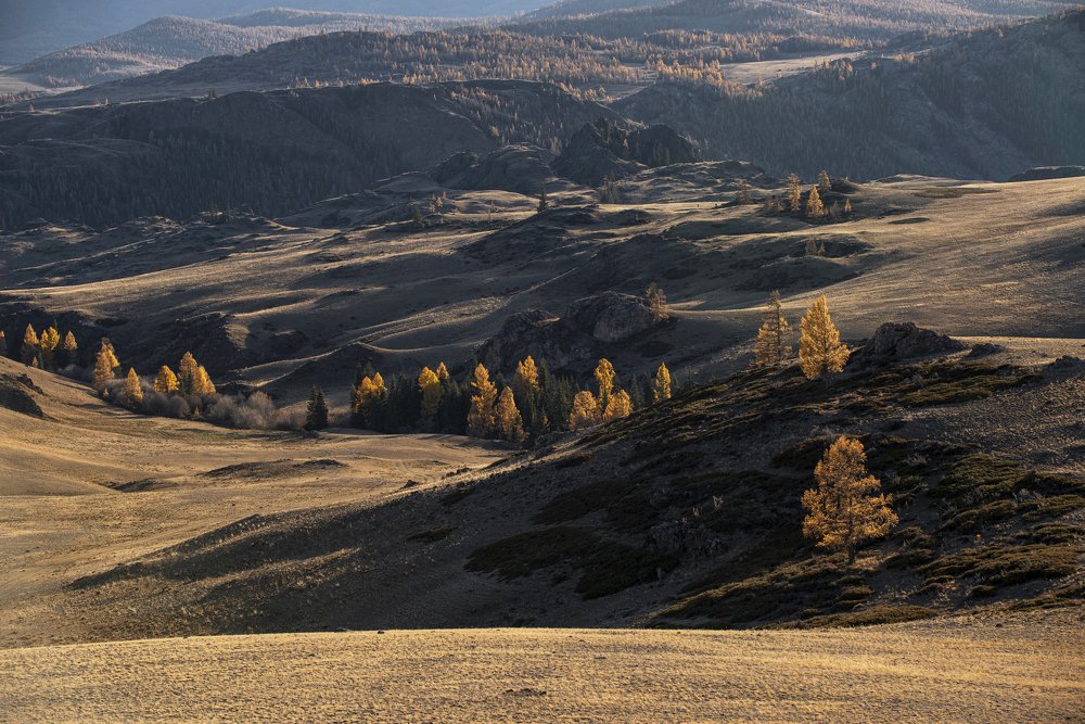 Ритмы Курая