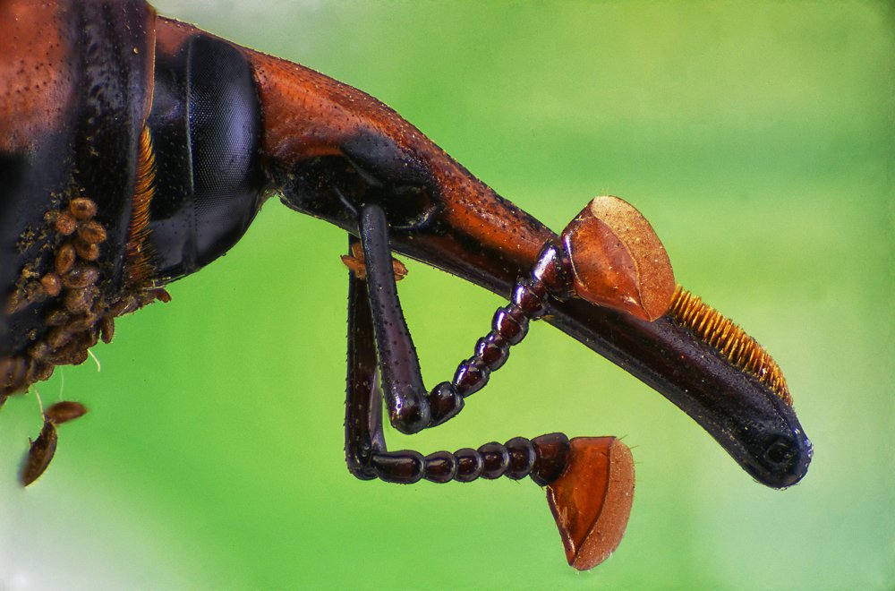 Bamboo shoots weevil