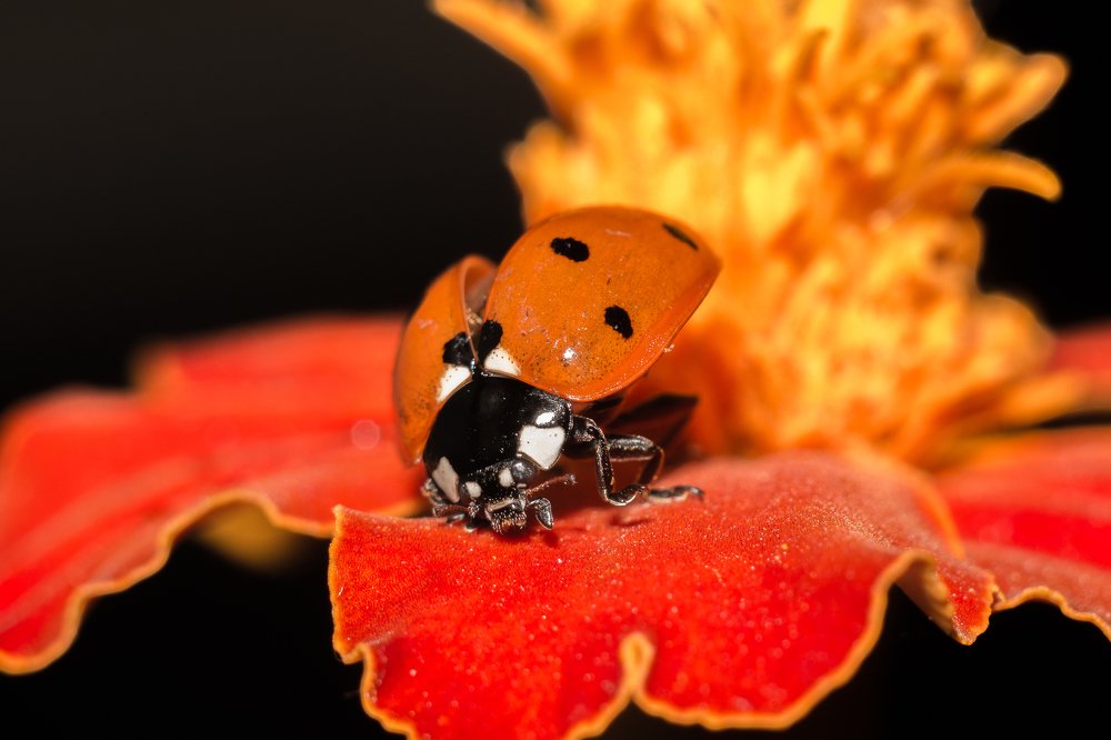 Photograph by Дина Горбачёва