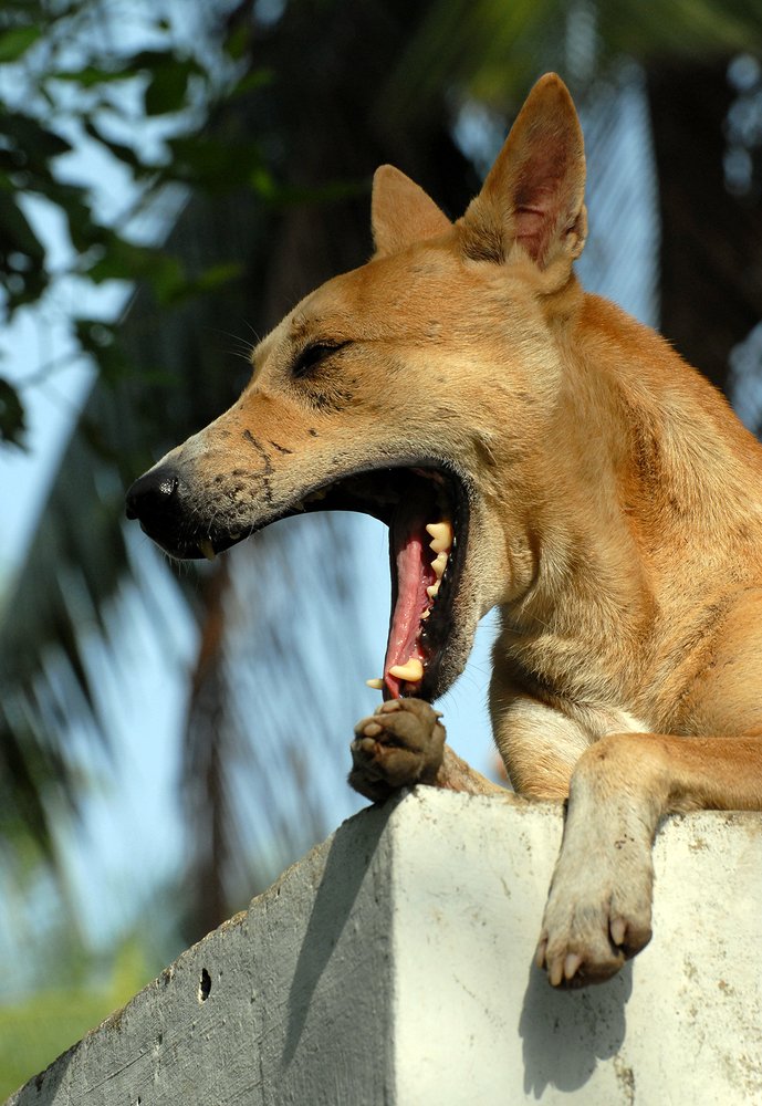 Photograph by  MD DIDARUL ALAM CHY