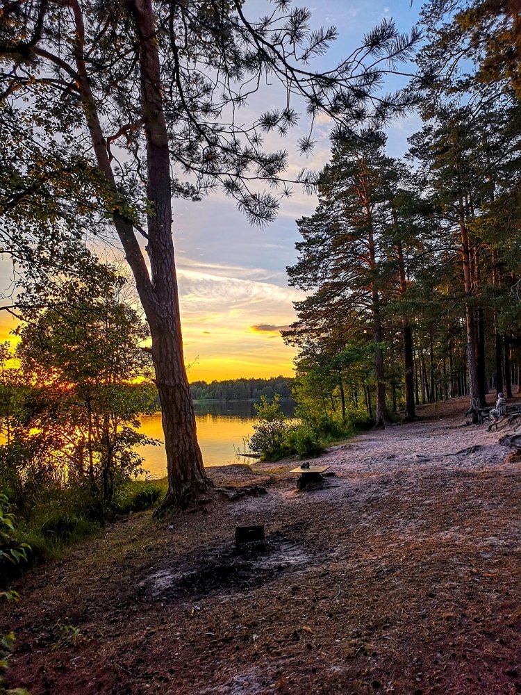 Сосны на закате у озера...