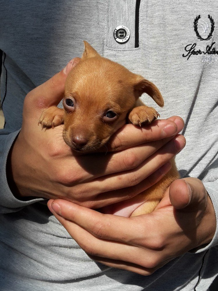 Кожаный нос.