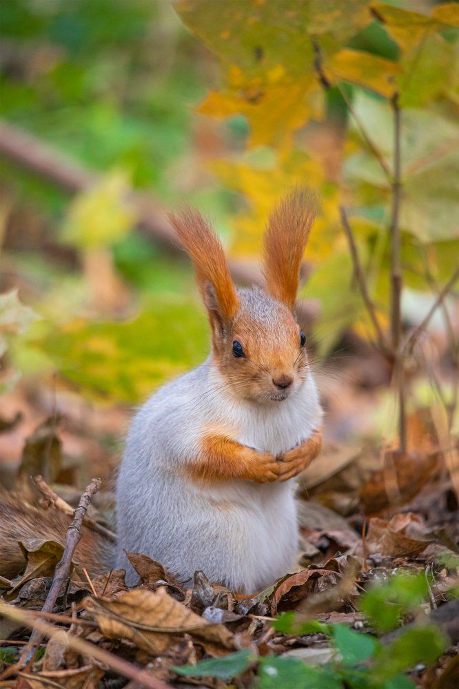 Лесная красавица