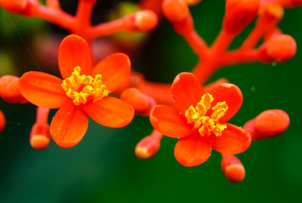 Photograph by Nghiem Khoa