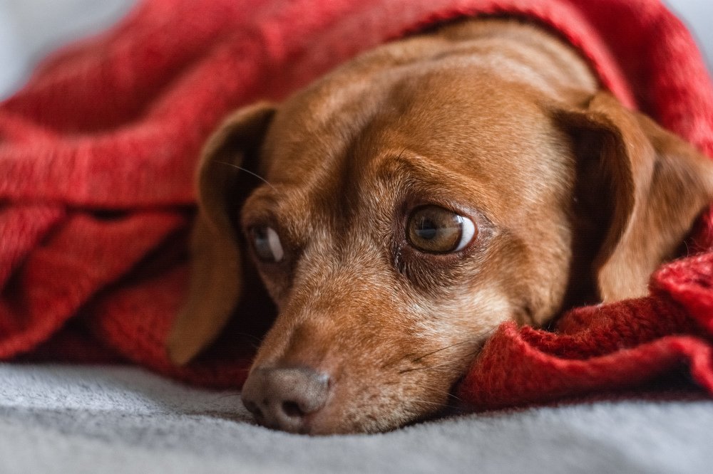 Photograph by Кристина Чижмар