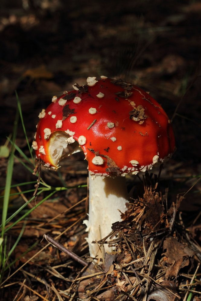 Photograph by Alexandra Chalova