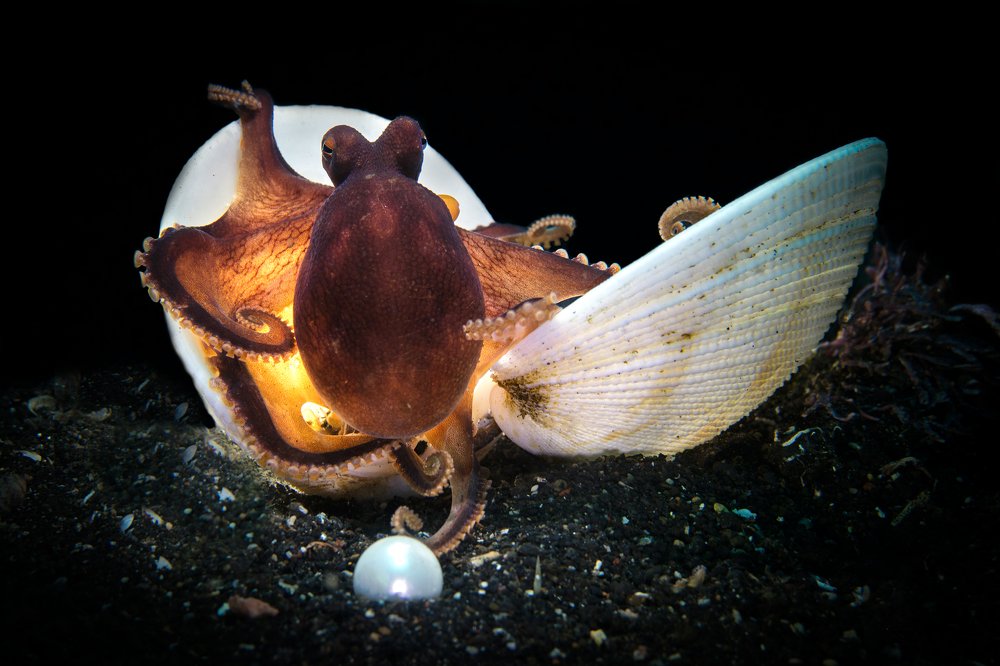 Ловец жемчуга