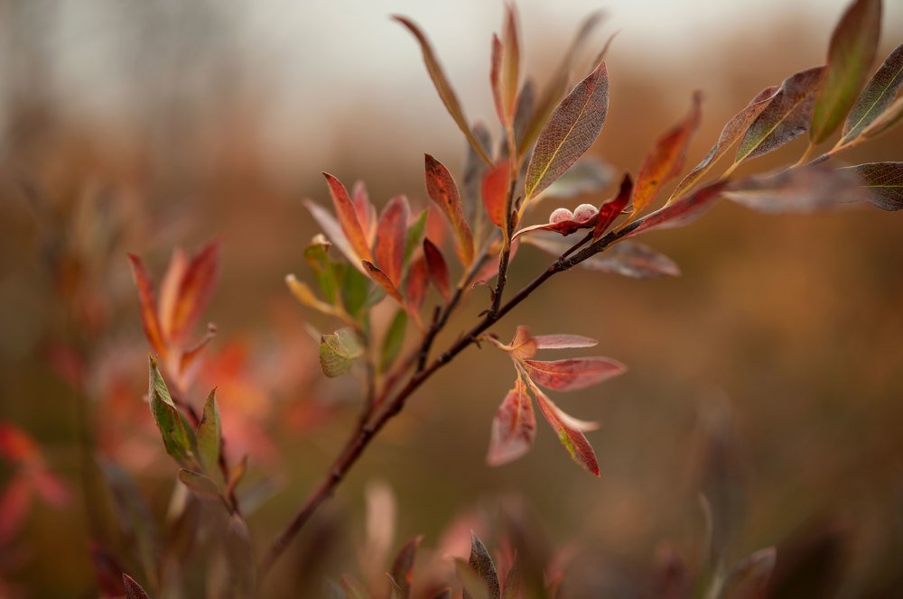 Осенние настроение