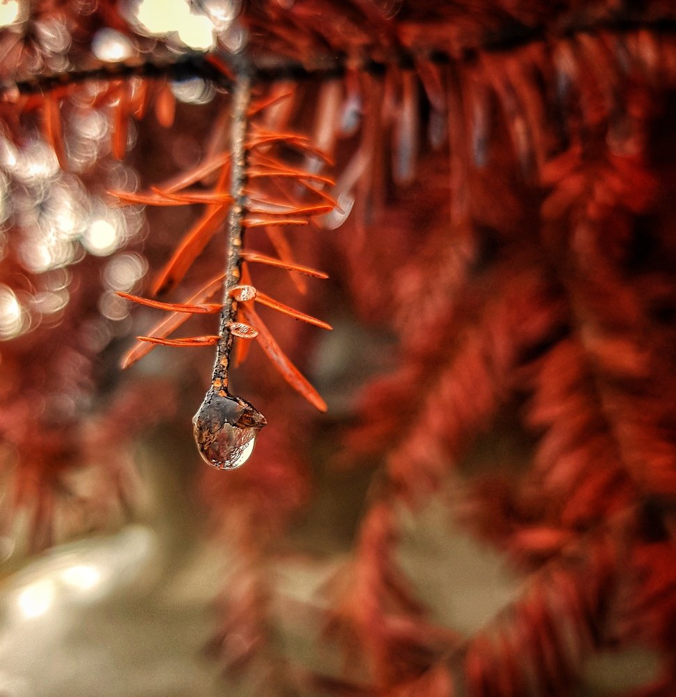 Фотография автора  reyhaneh khavaninzadeh