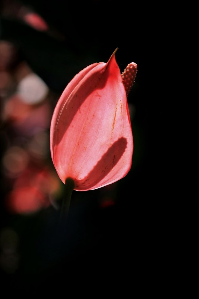 Photograph by  Edi Hidayat