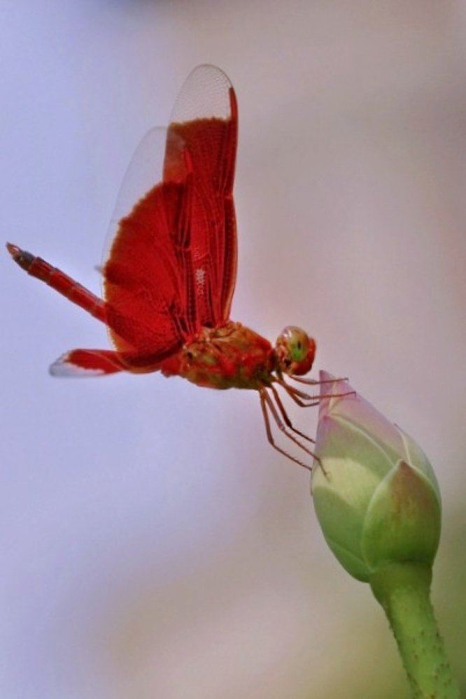 Photograph by  Edi Hidayat