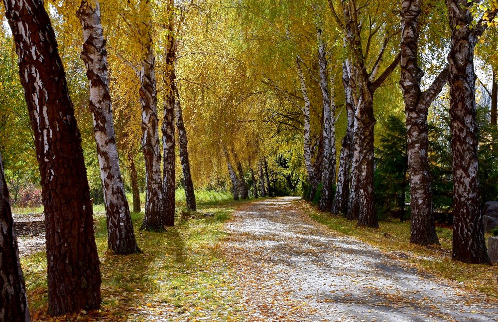 Берёзовая аллея