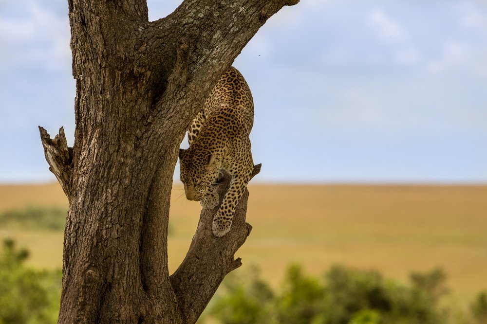 Photograph by Ольга Петруша