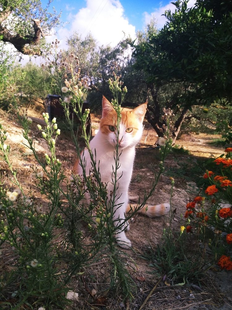 Фотография автора John Tsaklanos