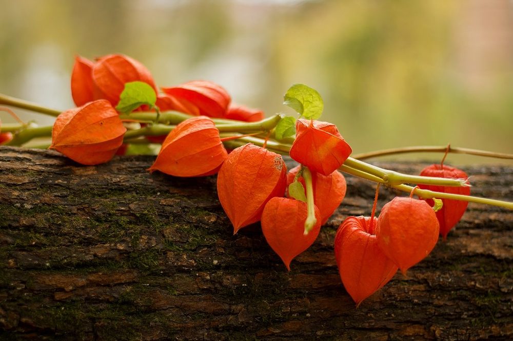 Photograph by Оксана Федулова