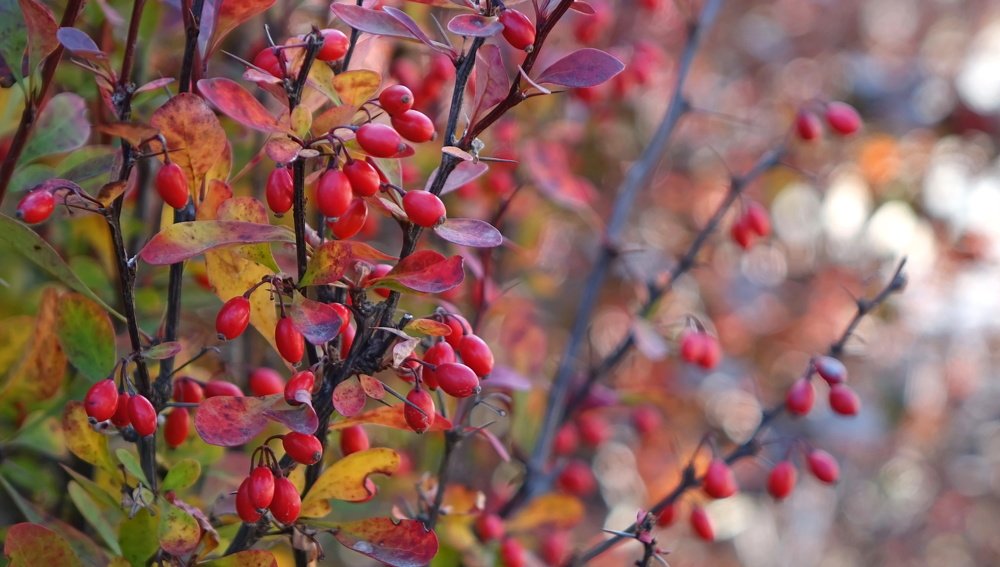 Мой любимый барбарис)))