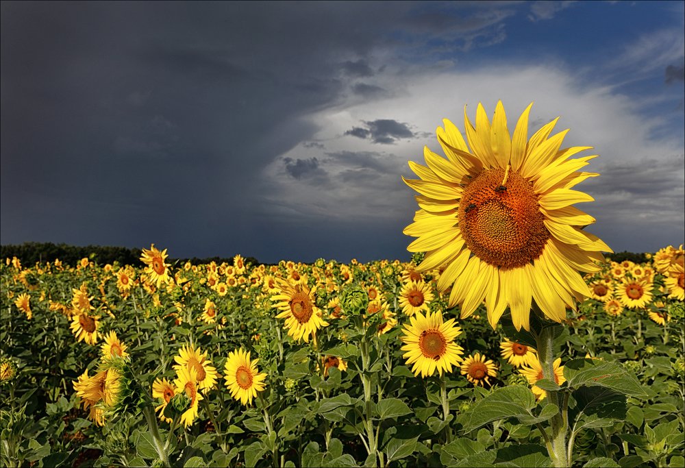 Photograph by Александр Леснянский