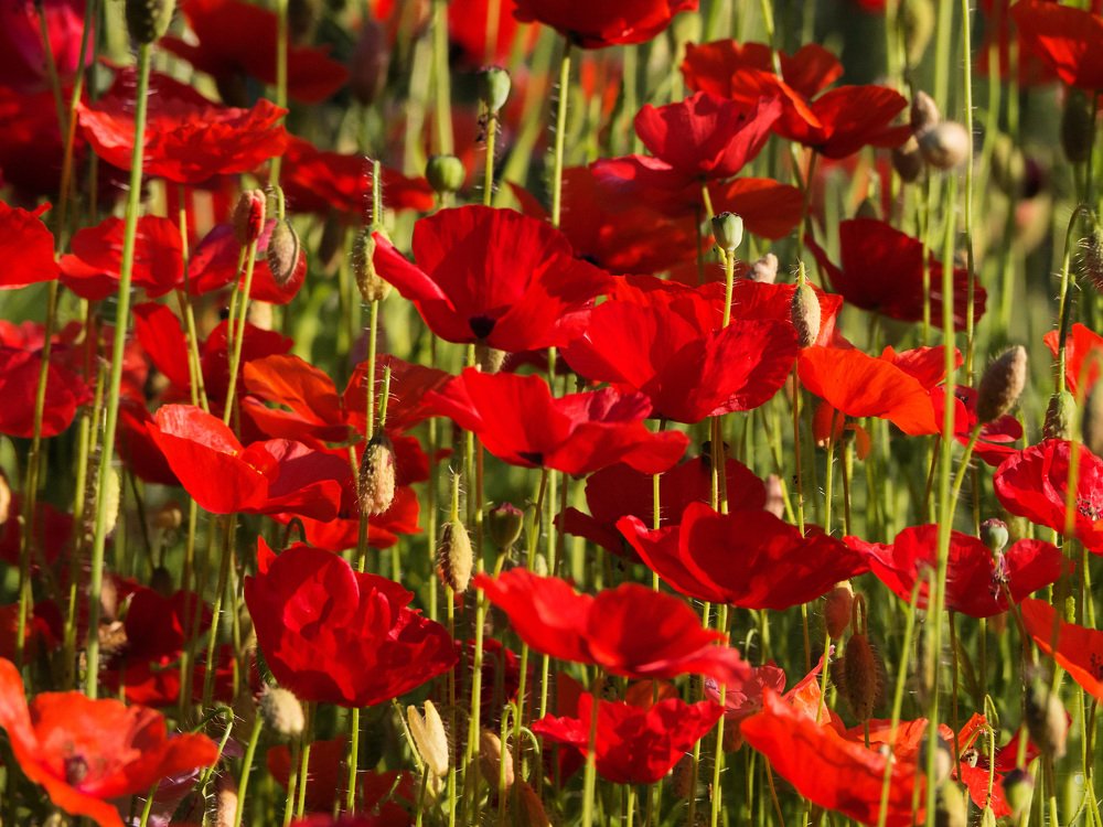 Стена маков