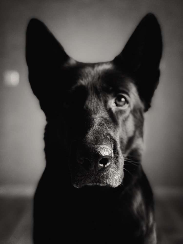 Портрет лучшего друга