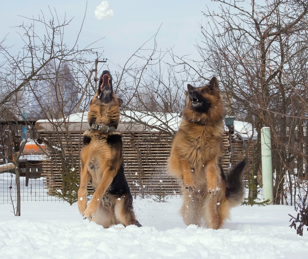 Игра в снежки