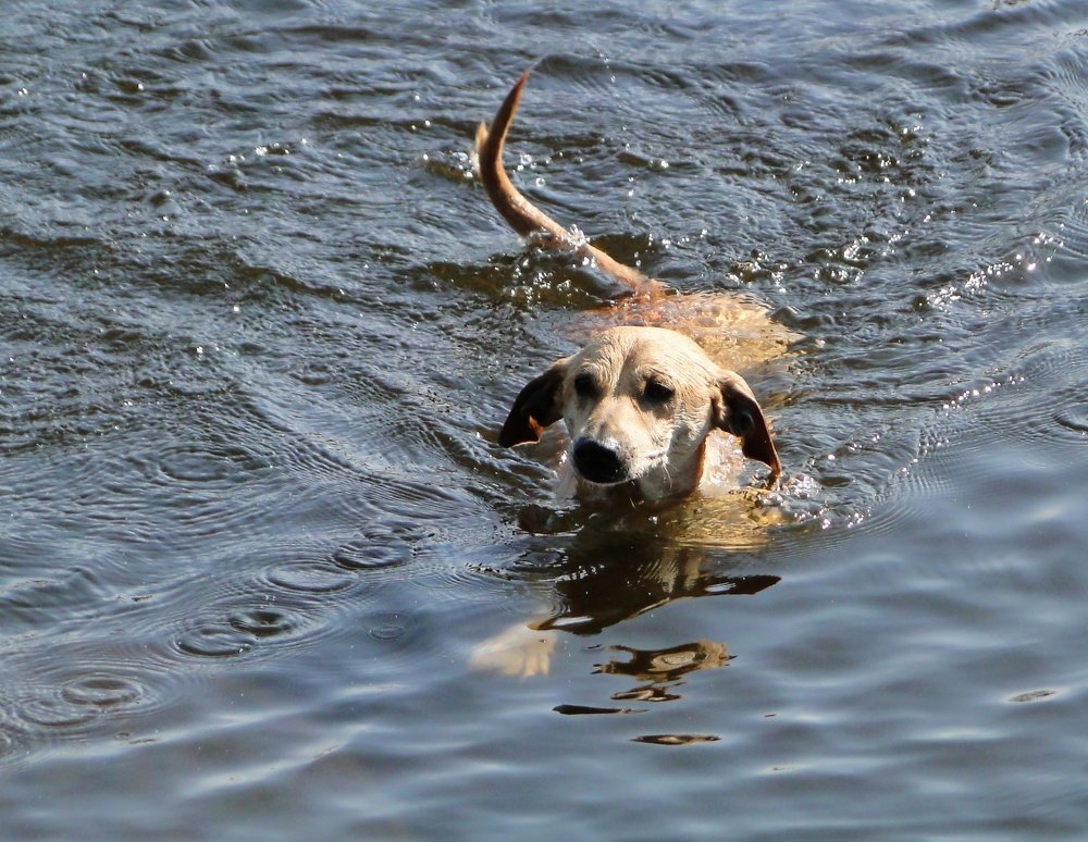 Как рыба в воде