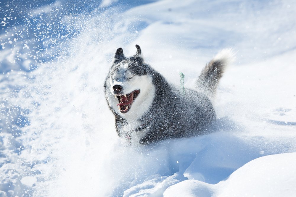 Photograph by masyarik