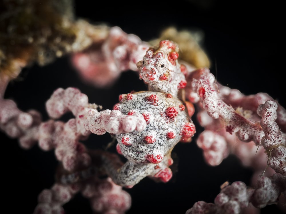 Sea Hourse like Covid-19 colors